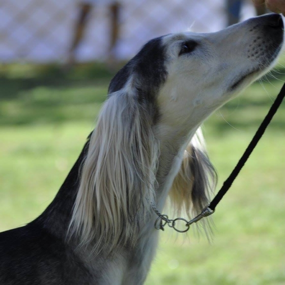 houndlady